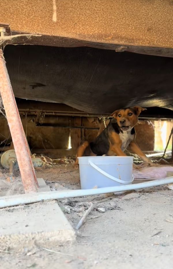 dog under trailer