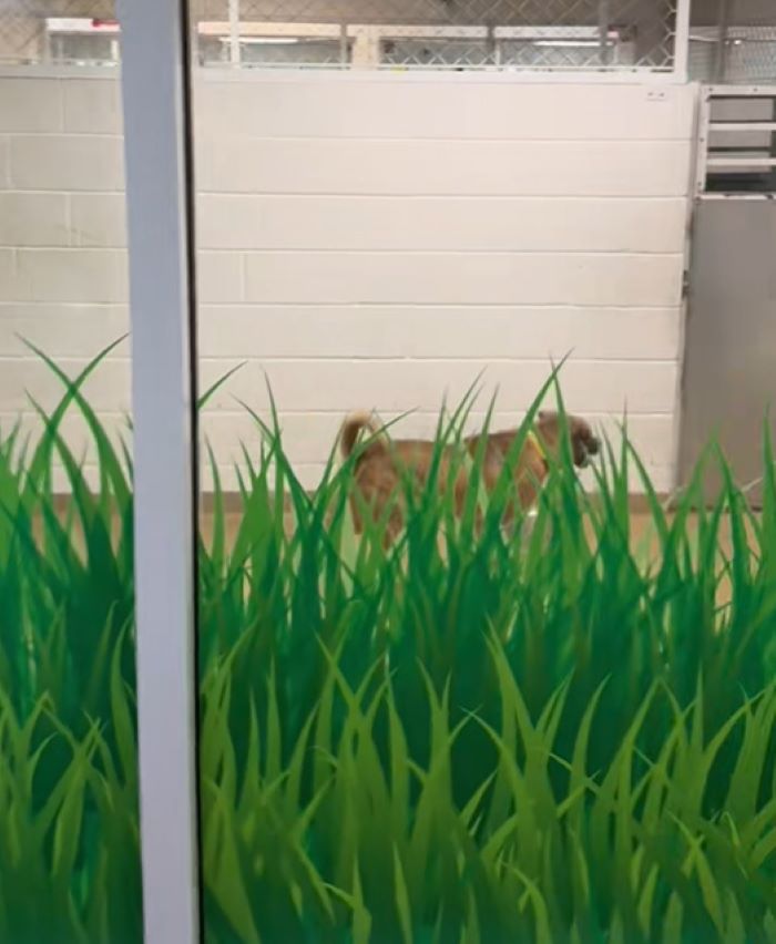 dog walking in room