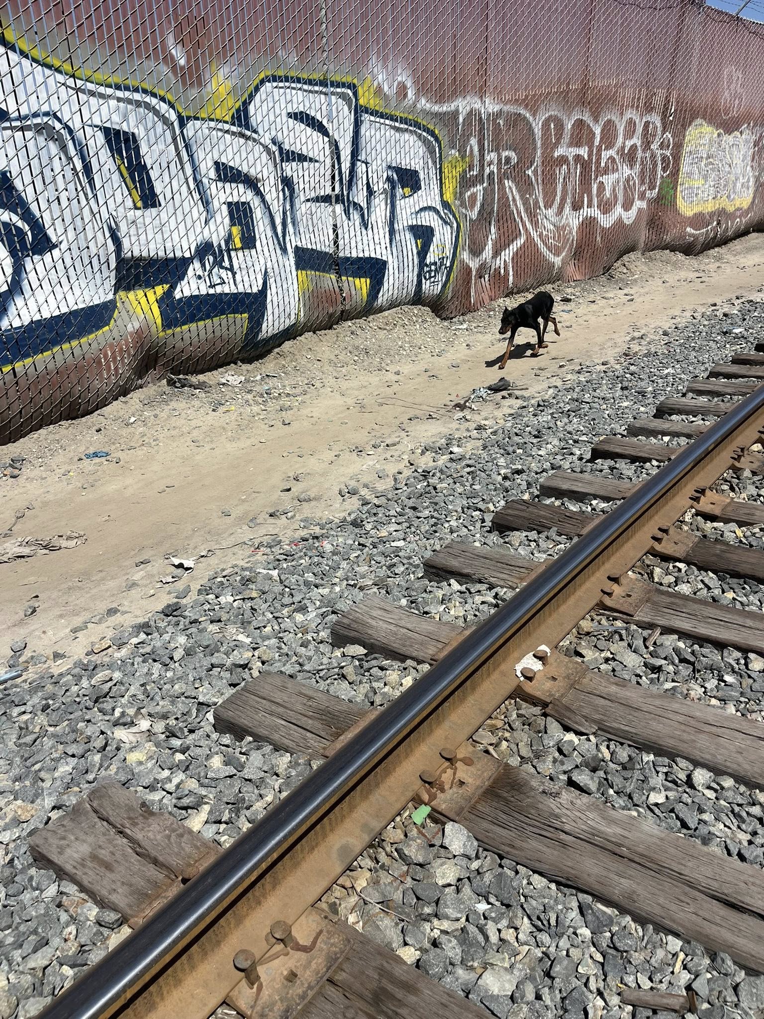 dog walking near train tracks