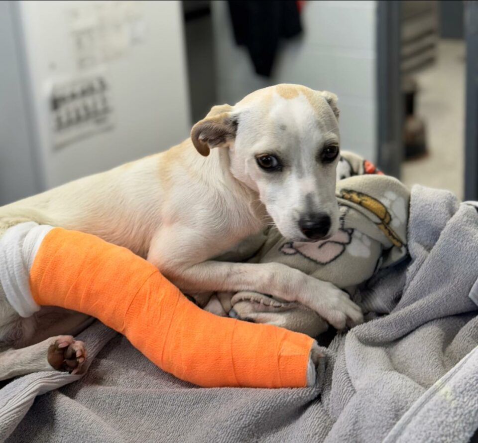 Injured Dog With Broken Leg Abandoned Outside Animal Hospital