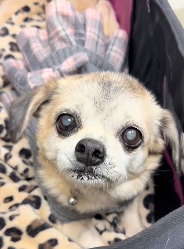dog with beautiful eyes