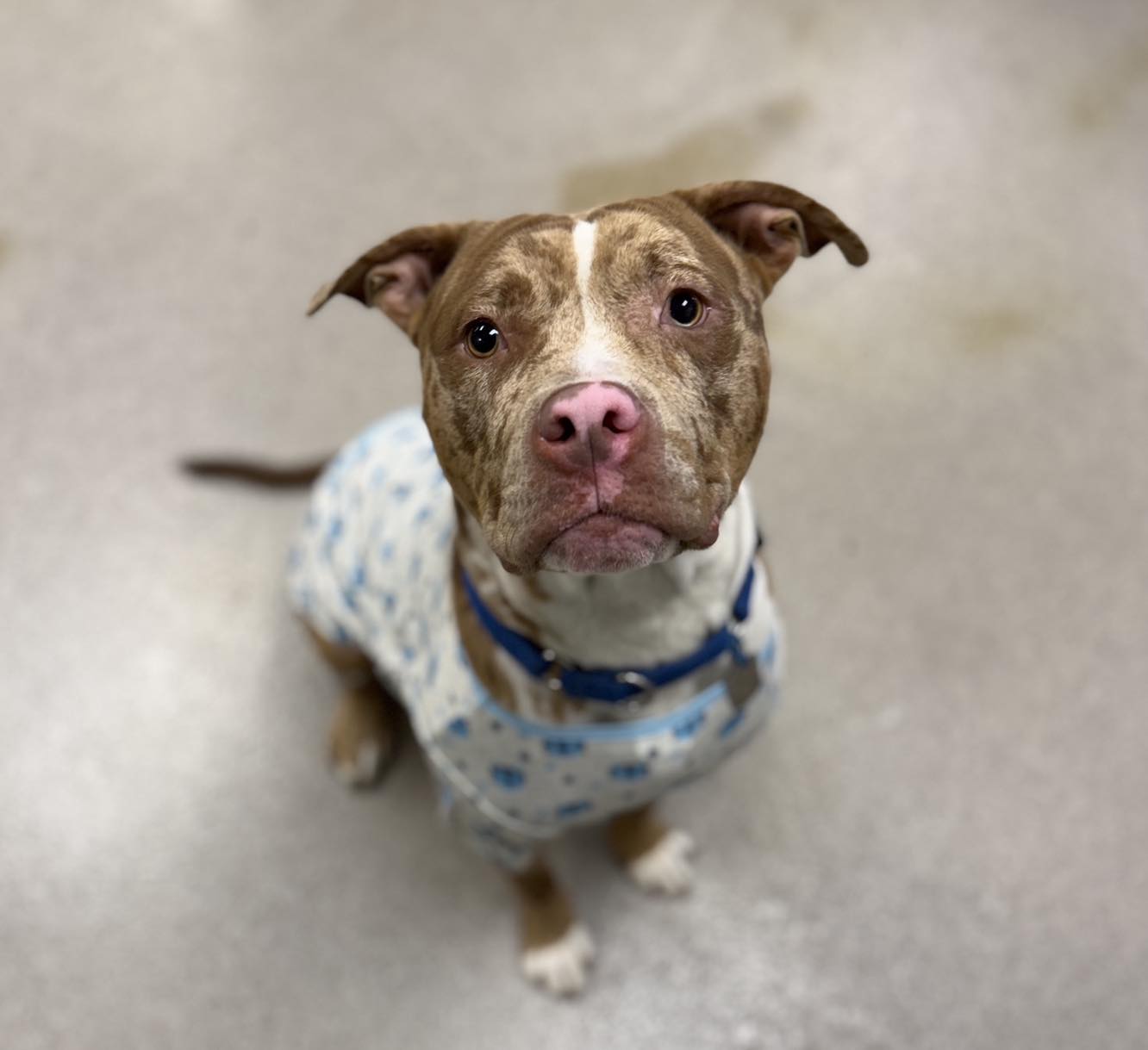 dog with clothes on