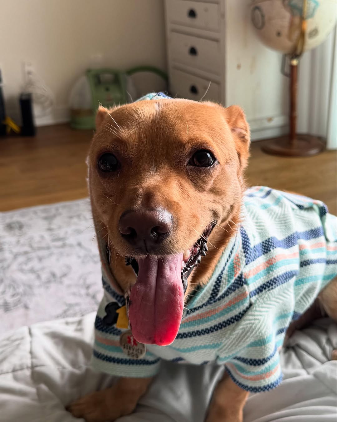 dog with clothes on