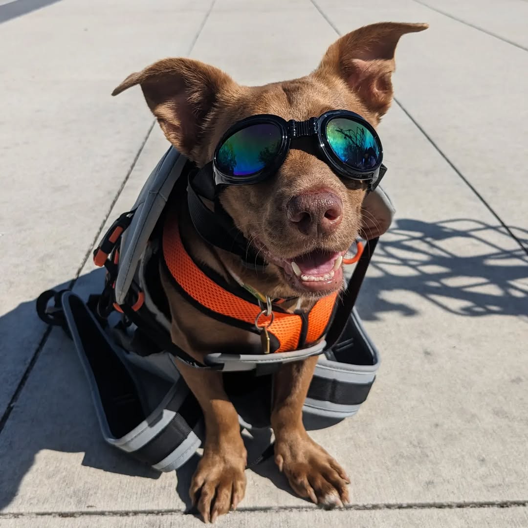 dog with glasses