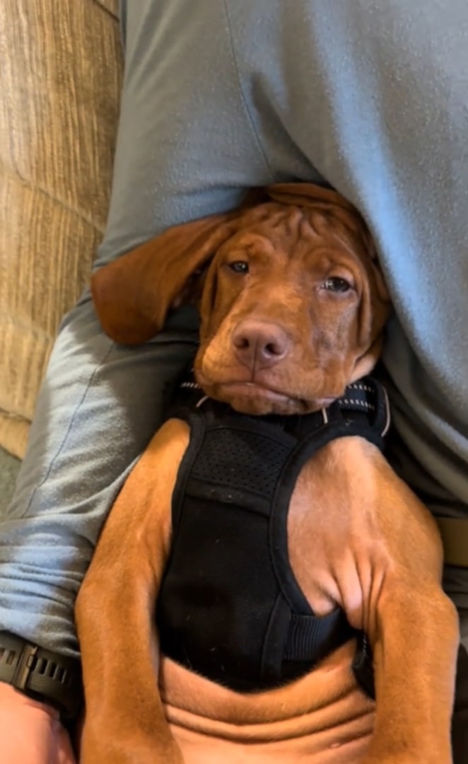 dog with grumpy face