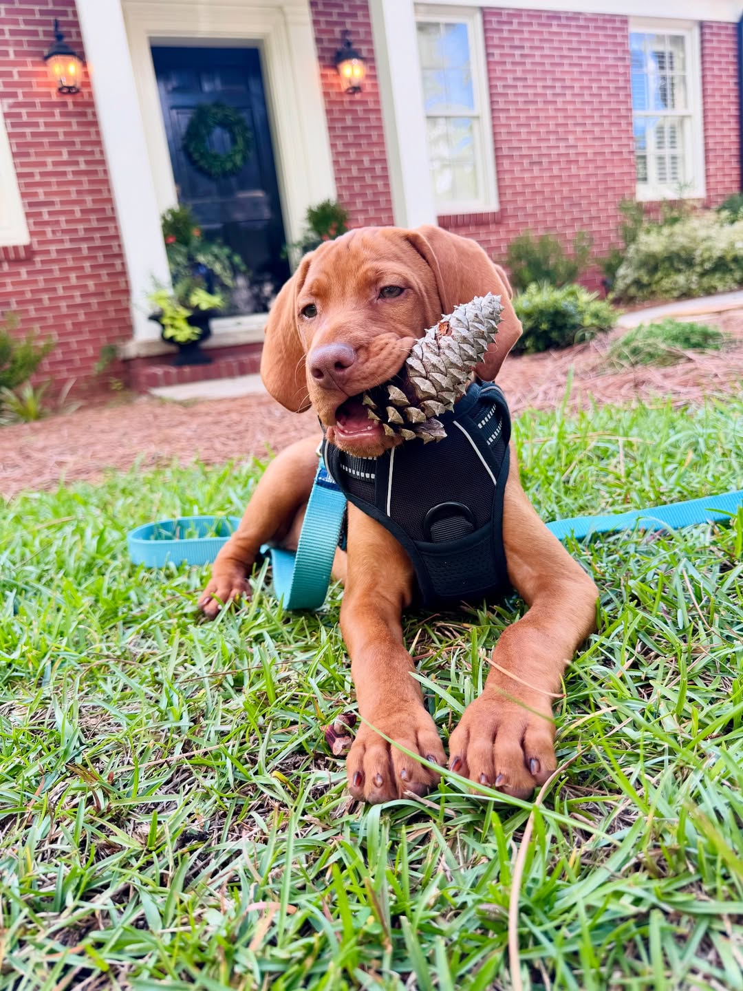 dog with toy in mouth