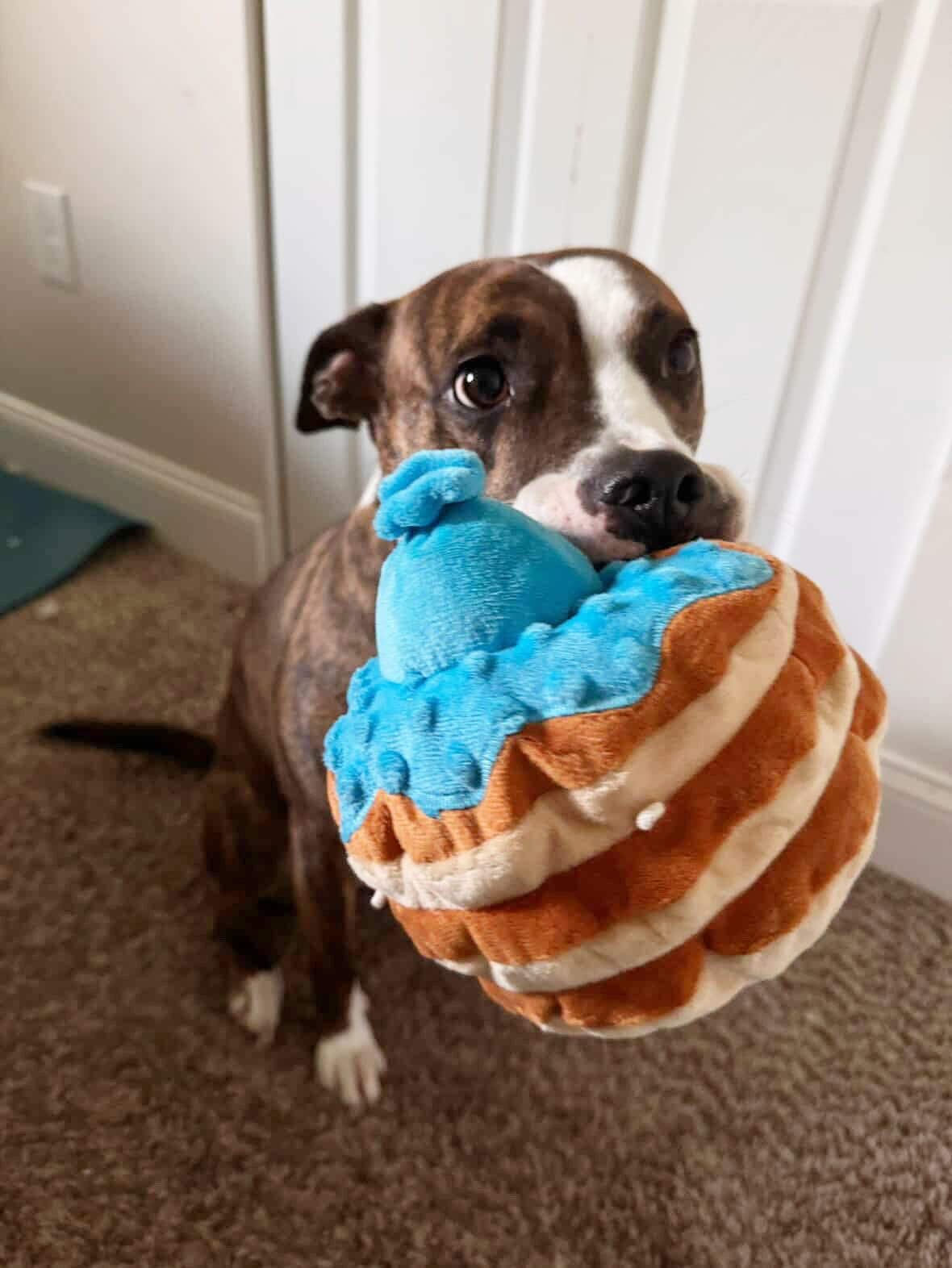 dog with toy in mouth