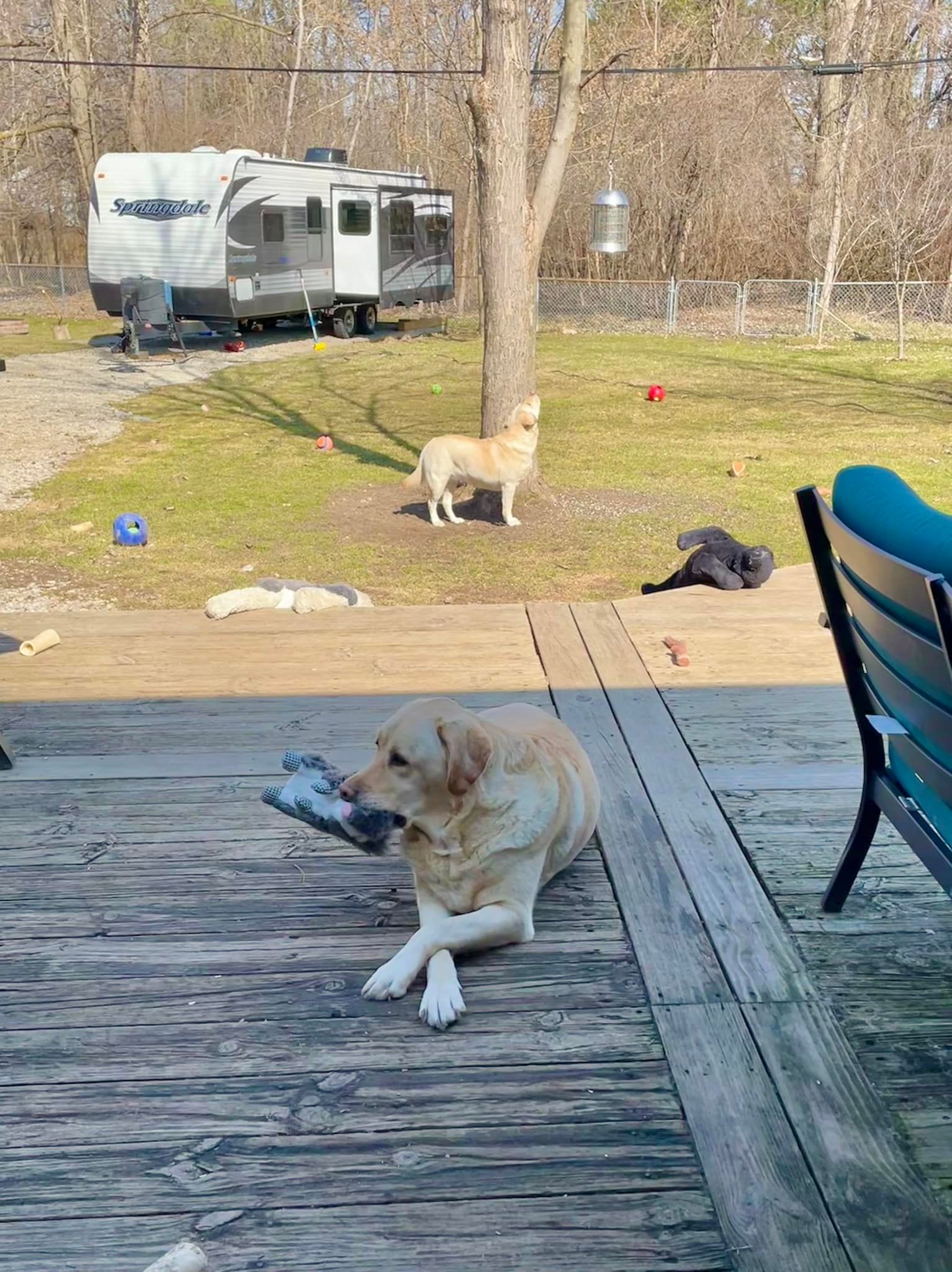 dogs and their toys