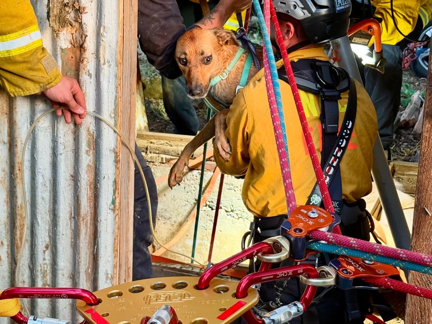 firefighter holding a dog