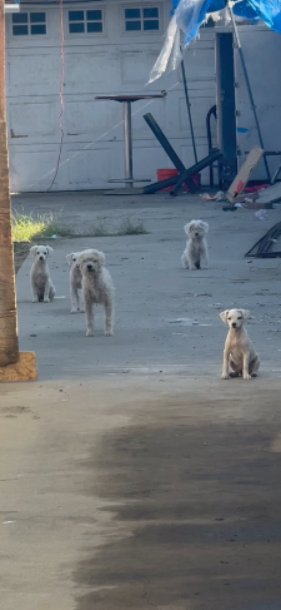 five white dogs