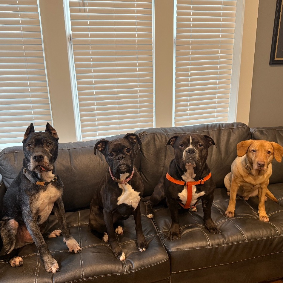 four dogs on couch