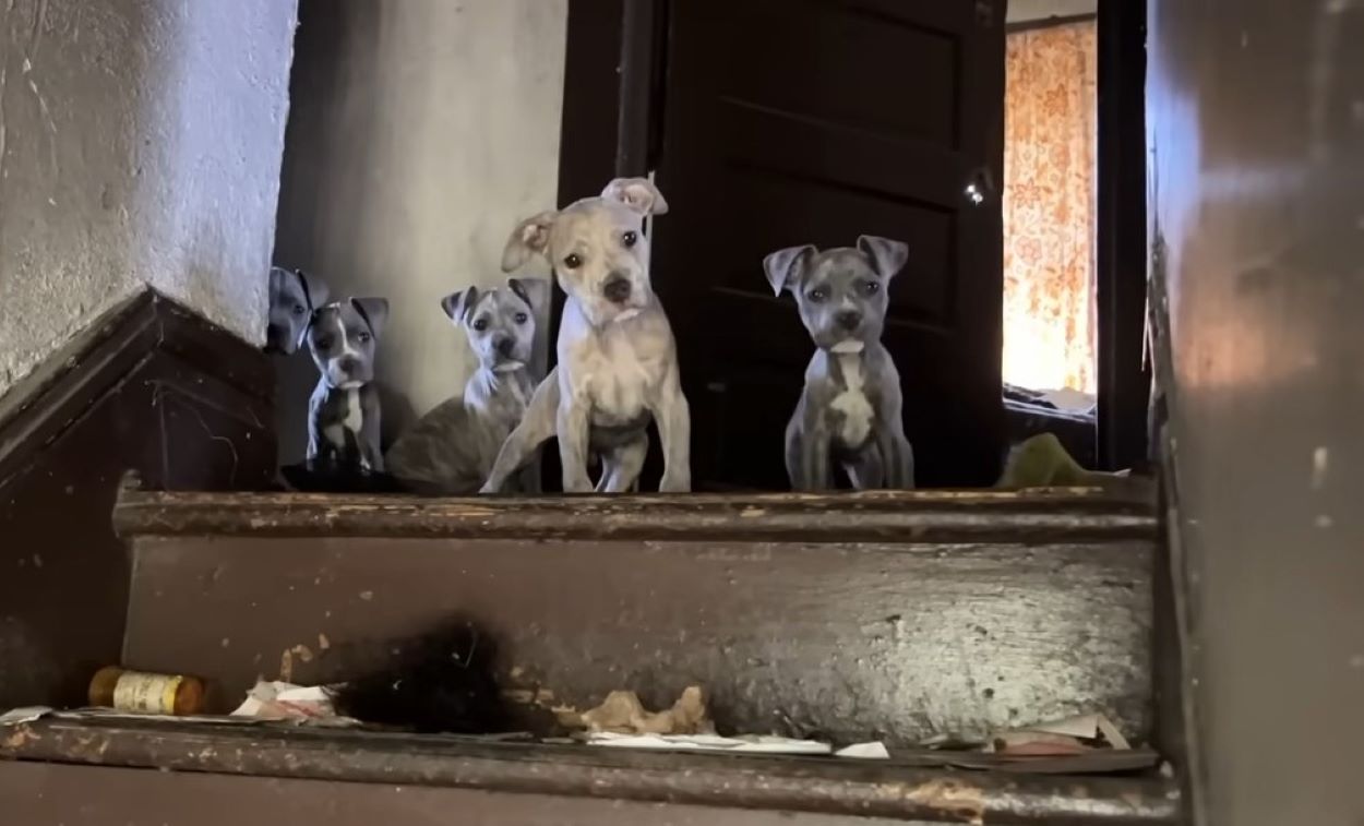 four sweet puppies