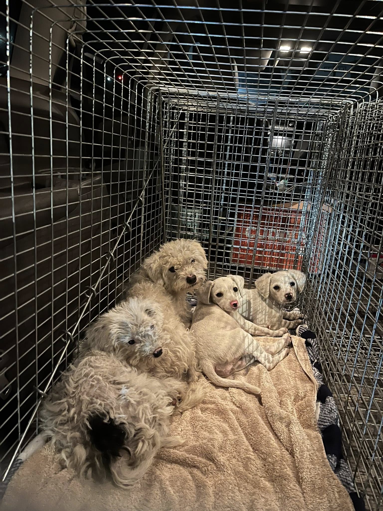 four white dogs