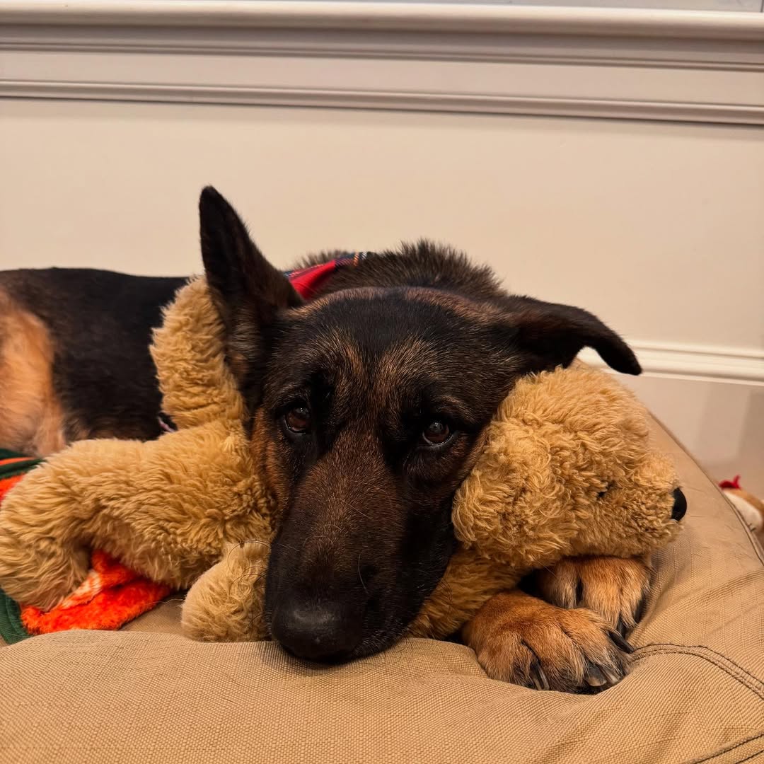 german shepherd laying down