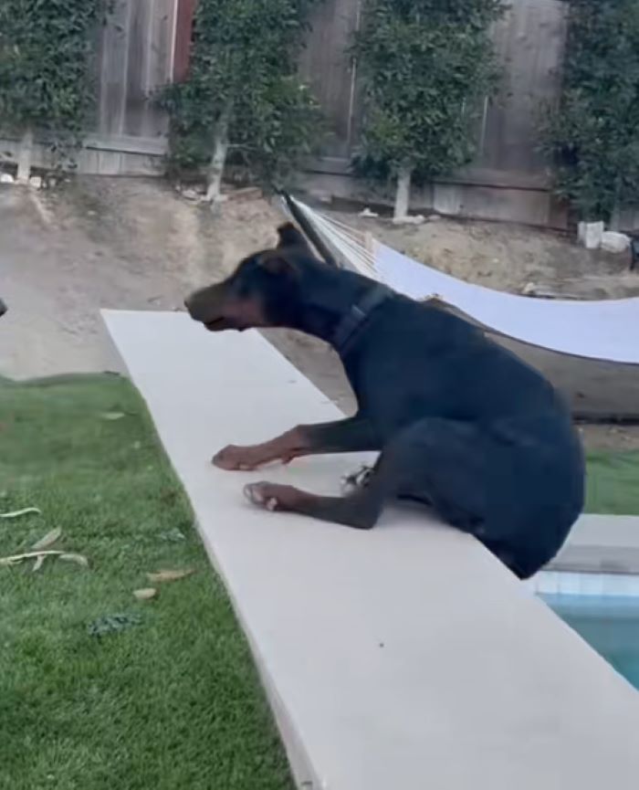 gorgeous black dog playing in yard