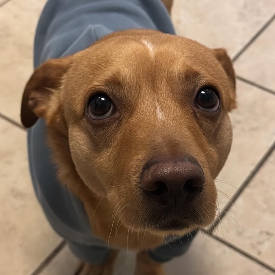 gorgeous brown dog