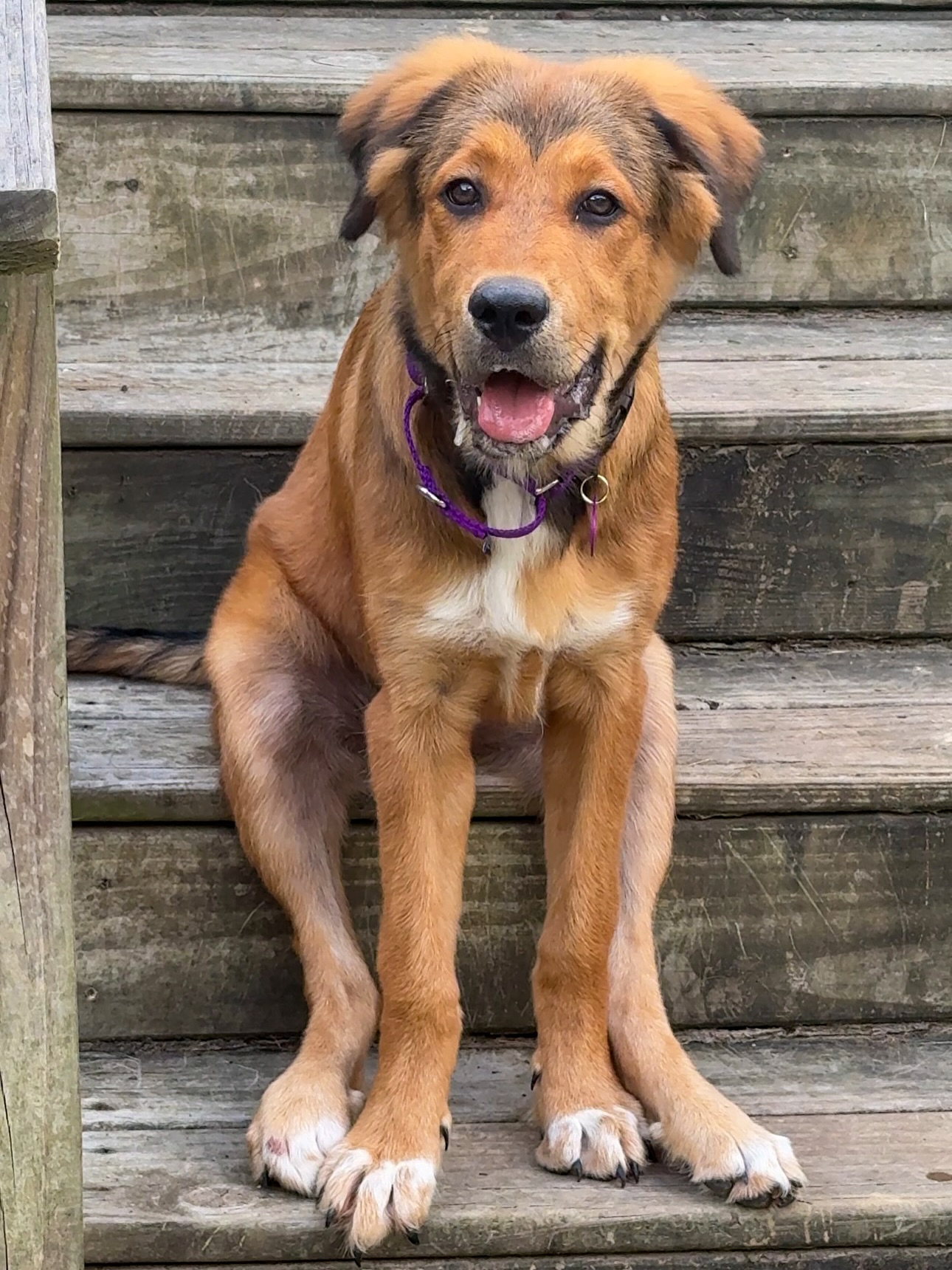 gorgeous brown dog