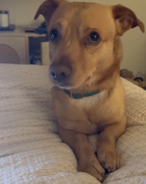 gorgeous dog on bed