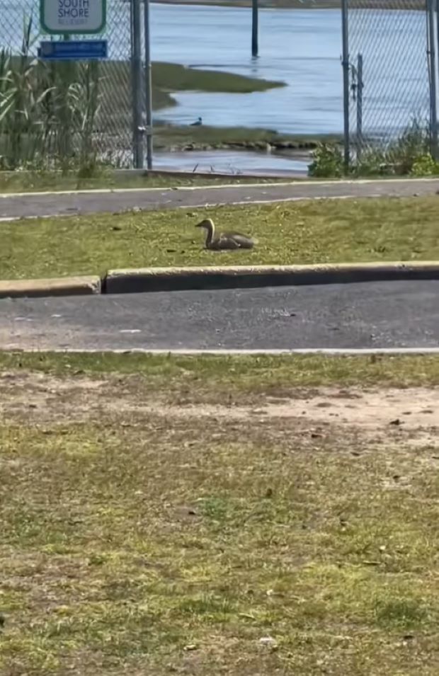 gosling sitting
