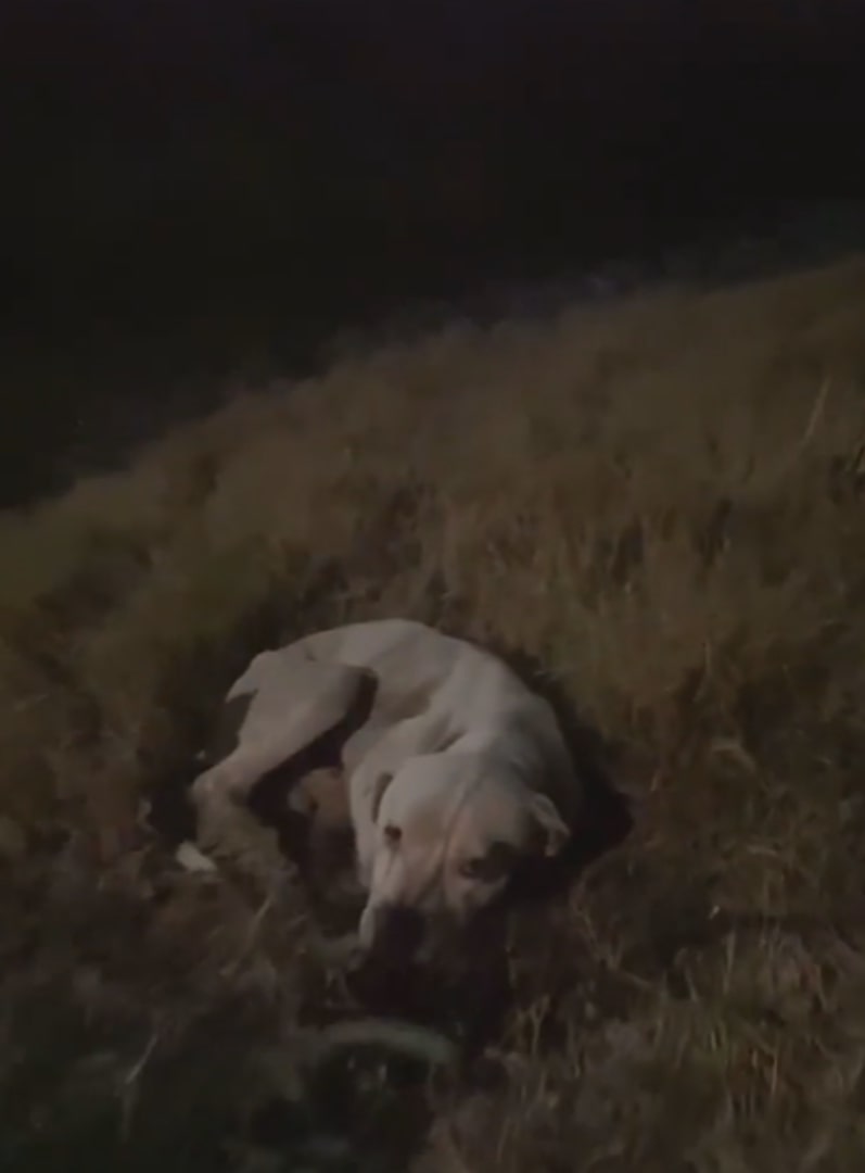 gray dog laying in grass