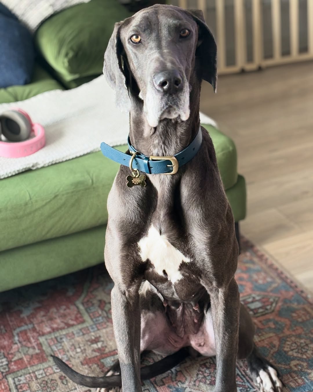 gray dog sitting on rug