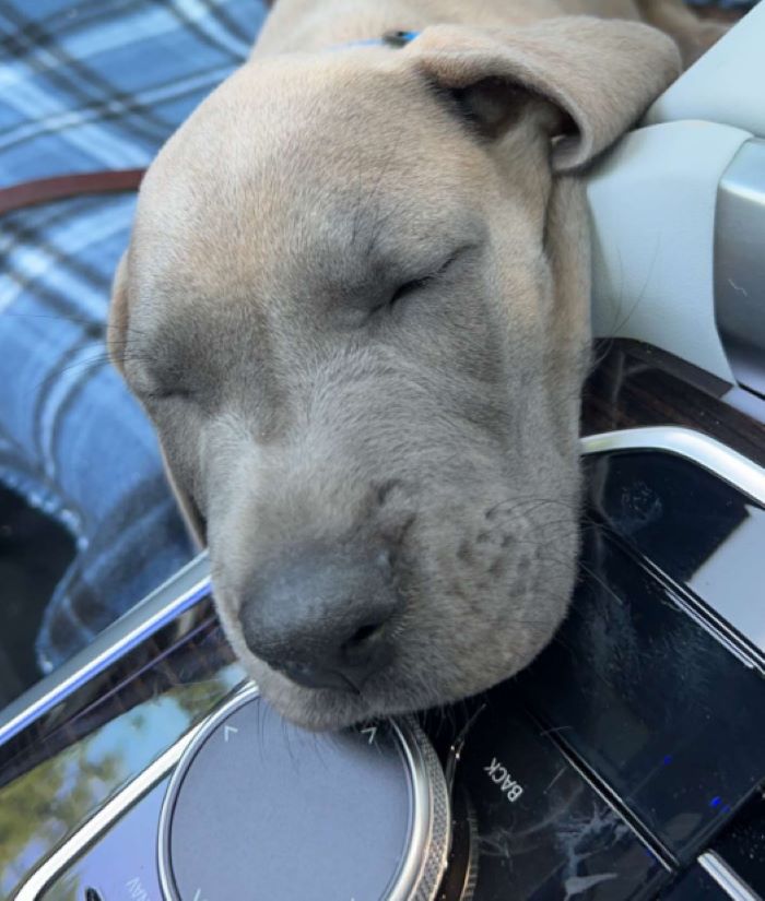 gray dog sleeping
