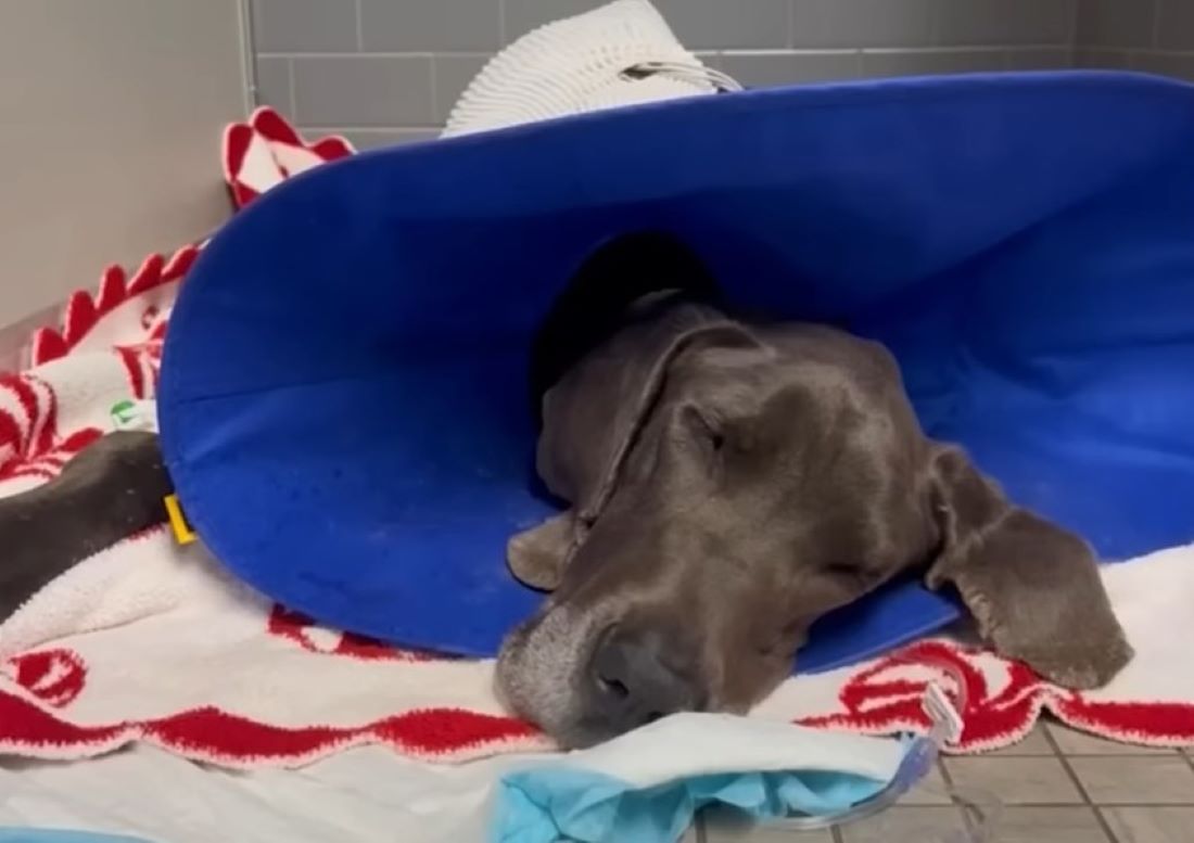 gray dog sleeping