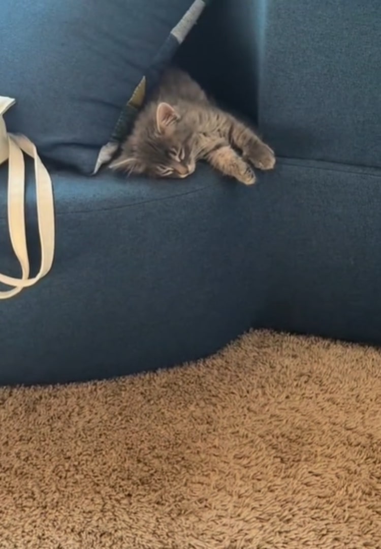 gray kitten laying on couch