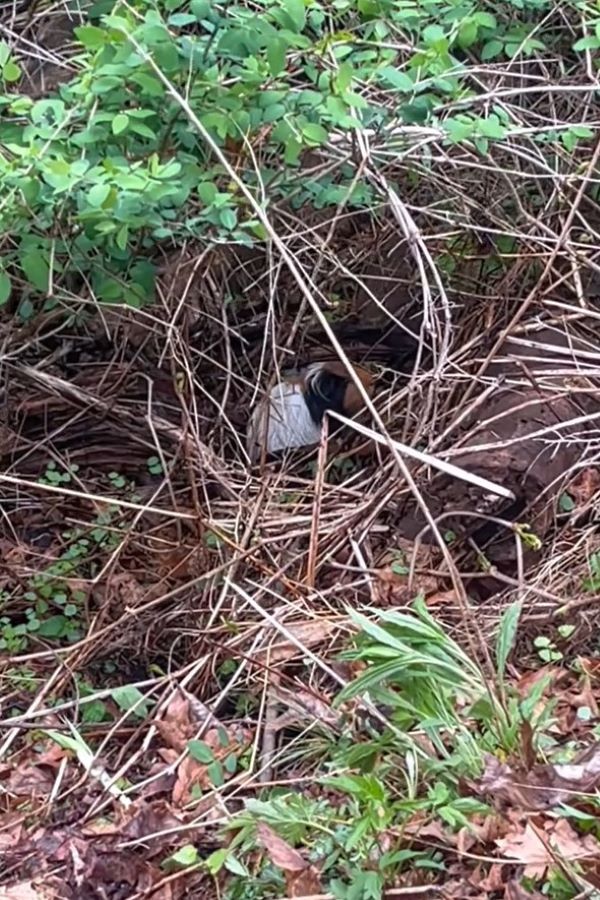 guinea pig in forest