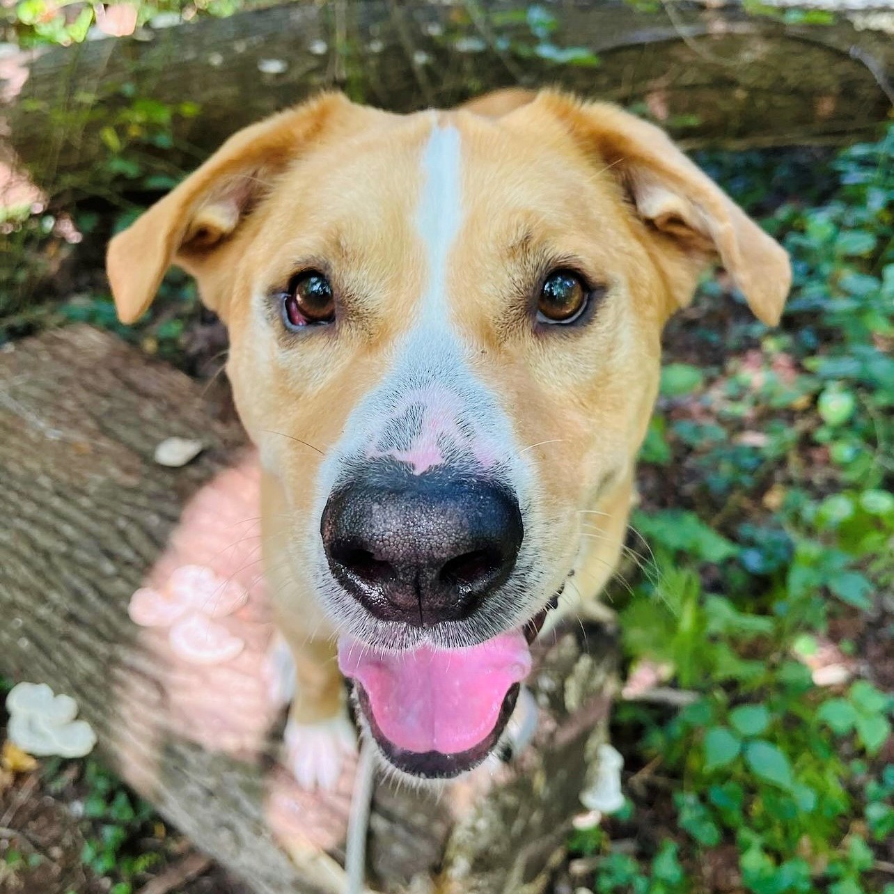 happy dog in forest