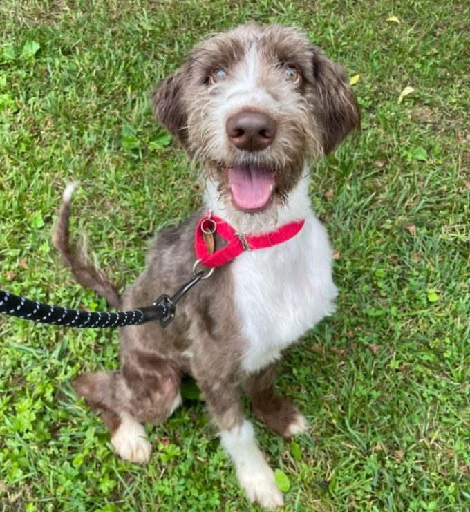 happy dog on a leash