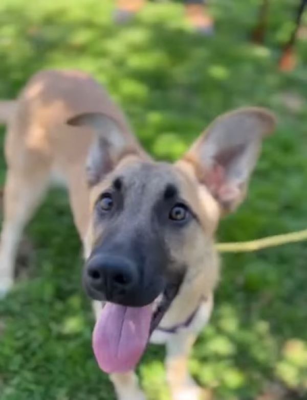 happy dog on leash