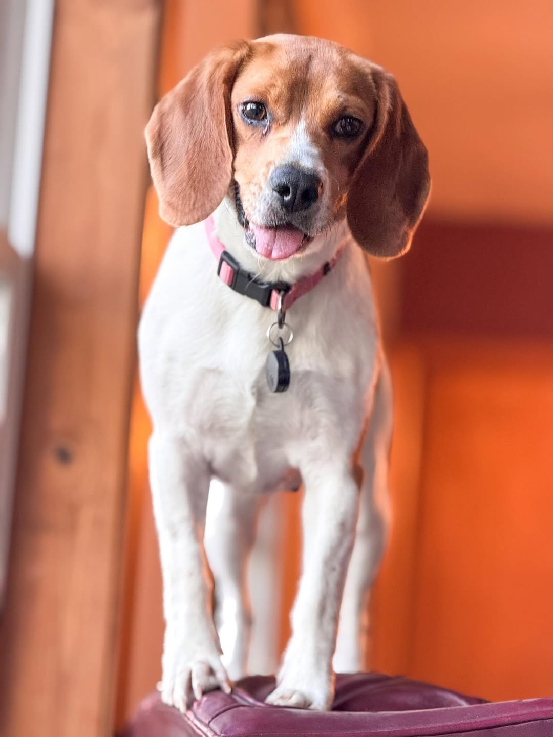 happy dog posing for picture