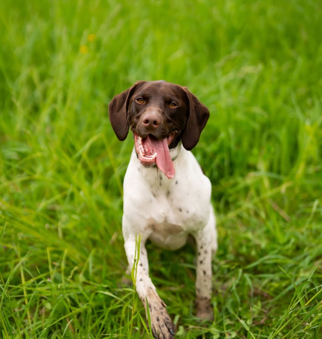 happy dog running around