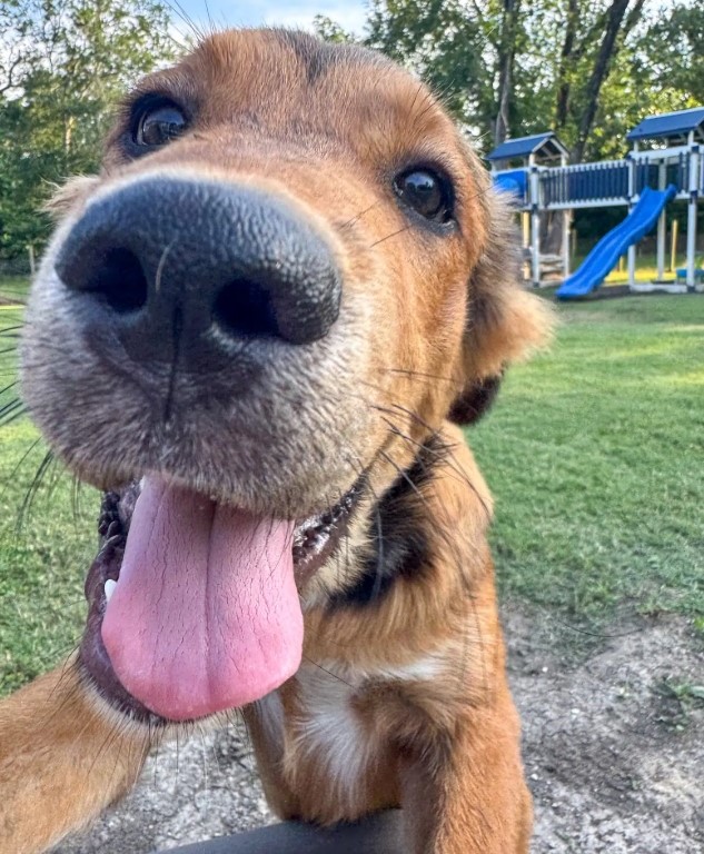 happy dog with tongue out