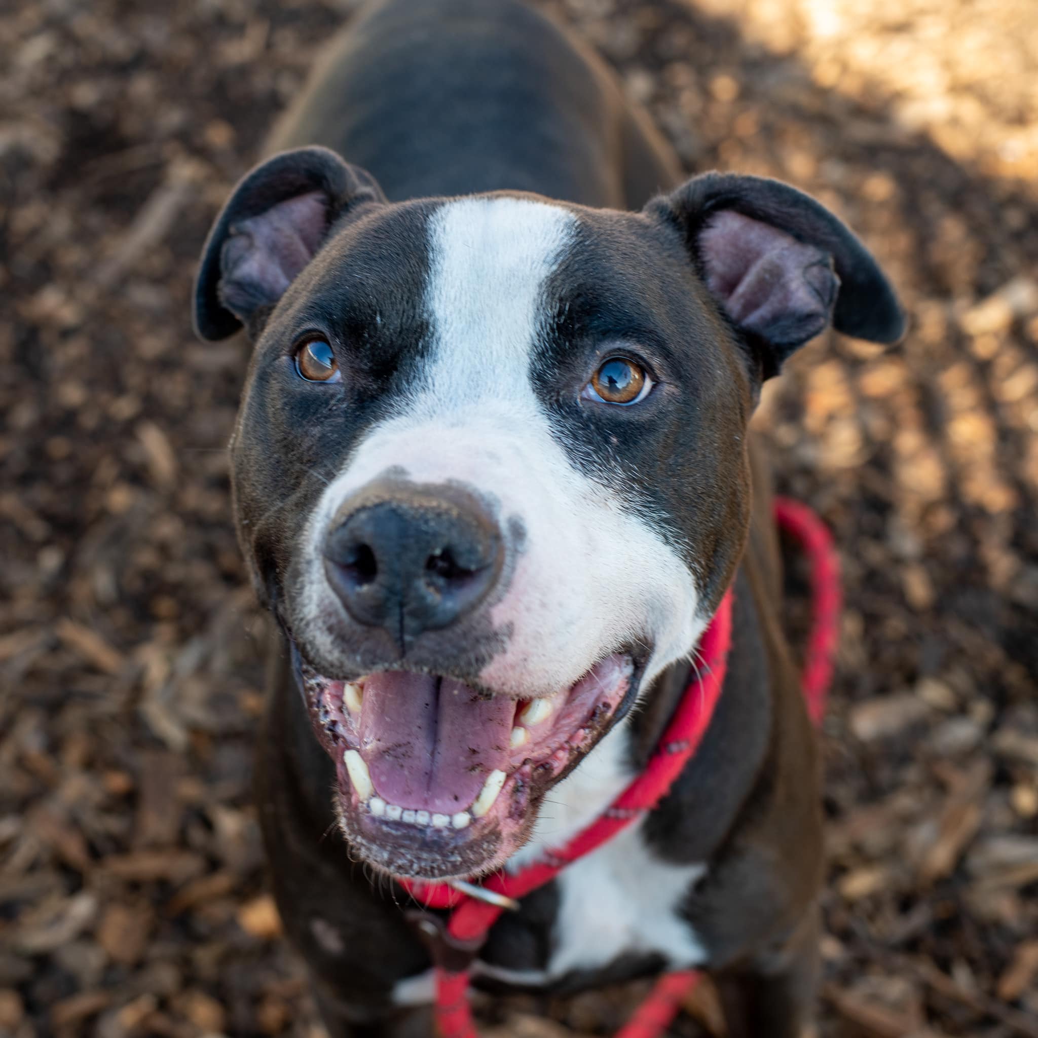 happy dog