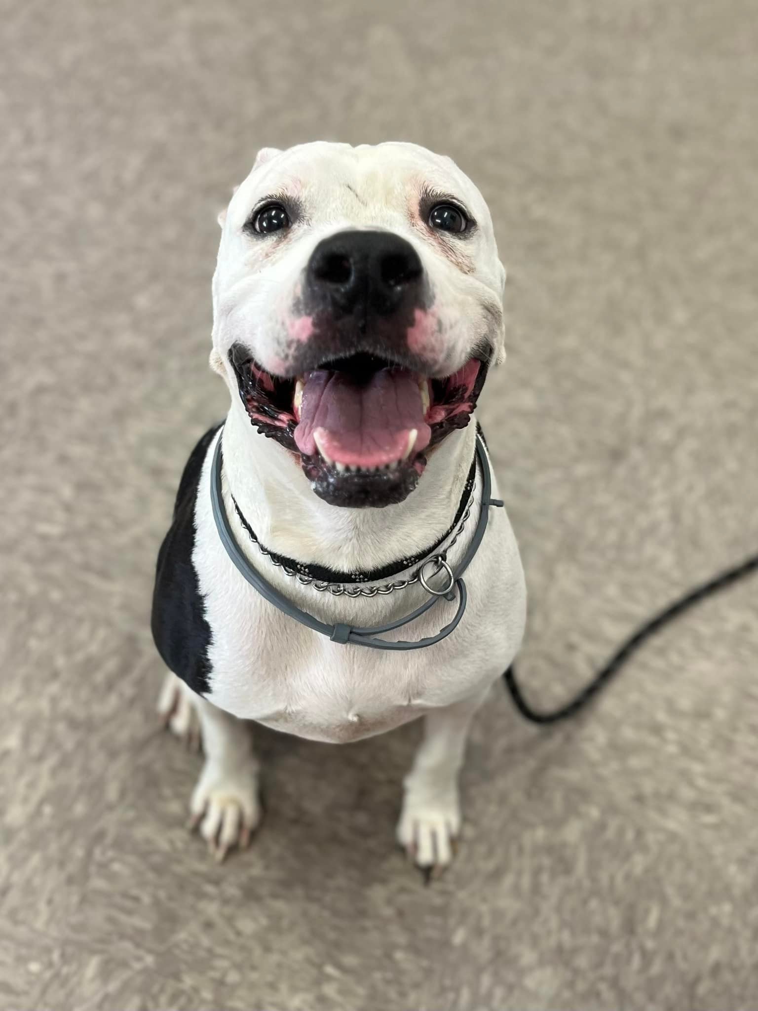 happy white dog on a leash