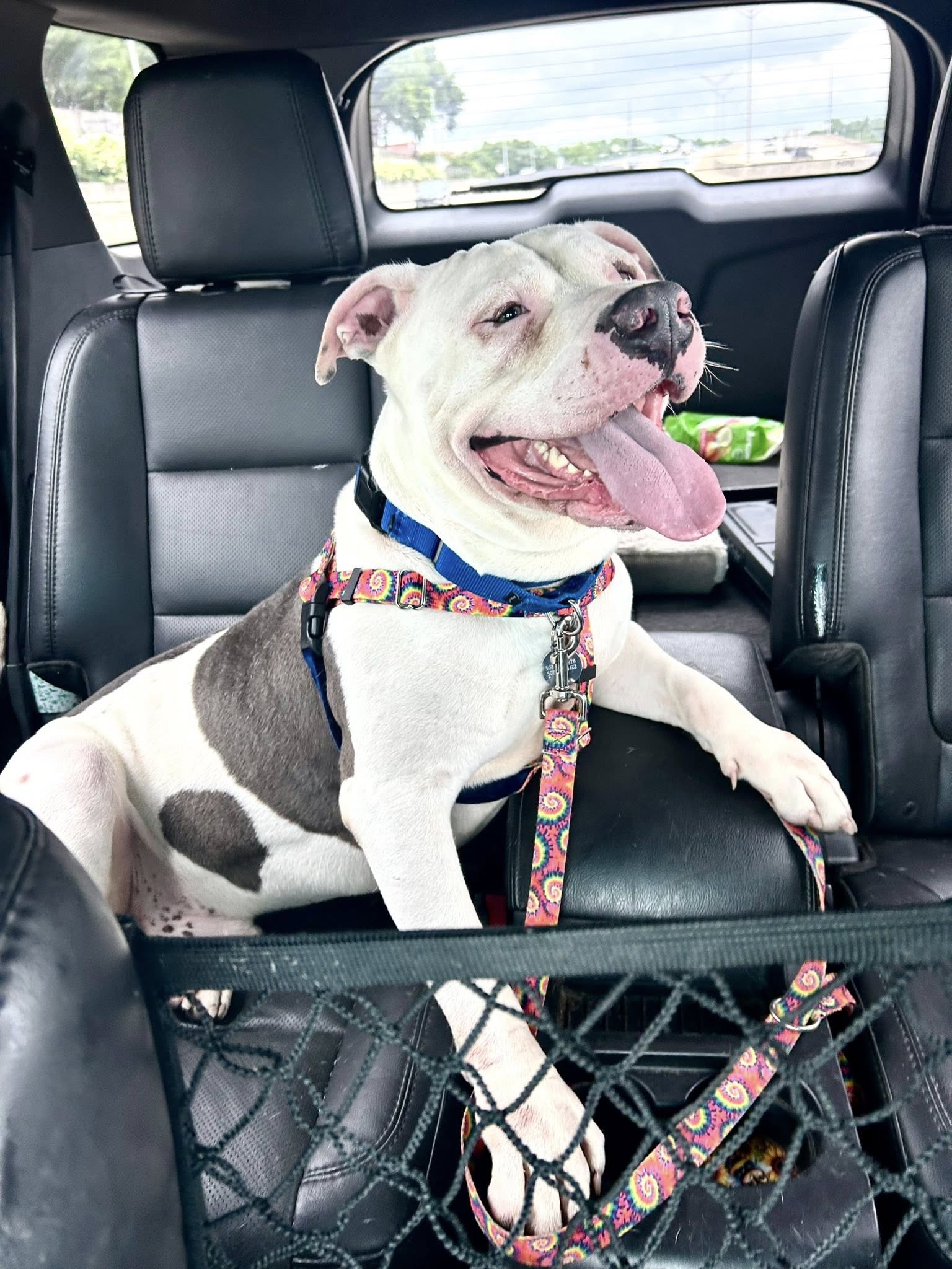 happy white dog on front seat