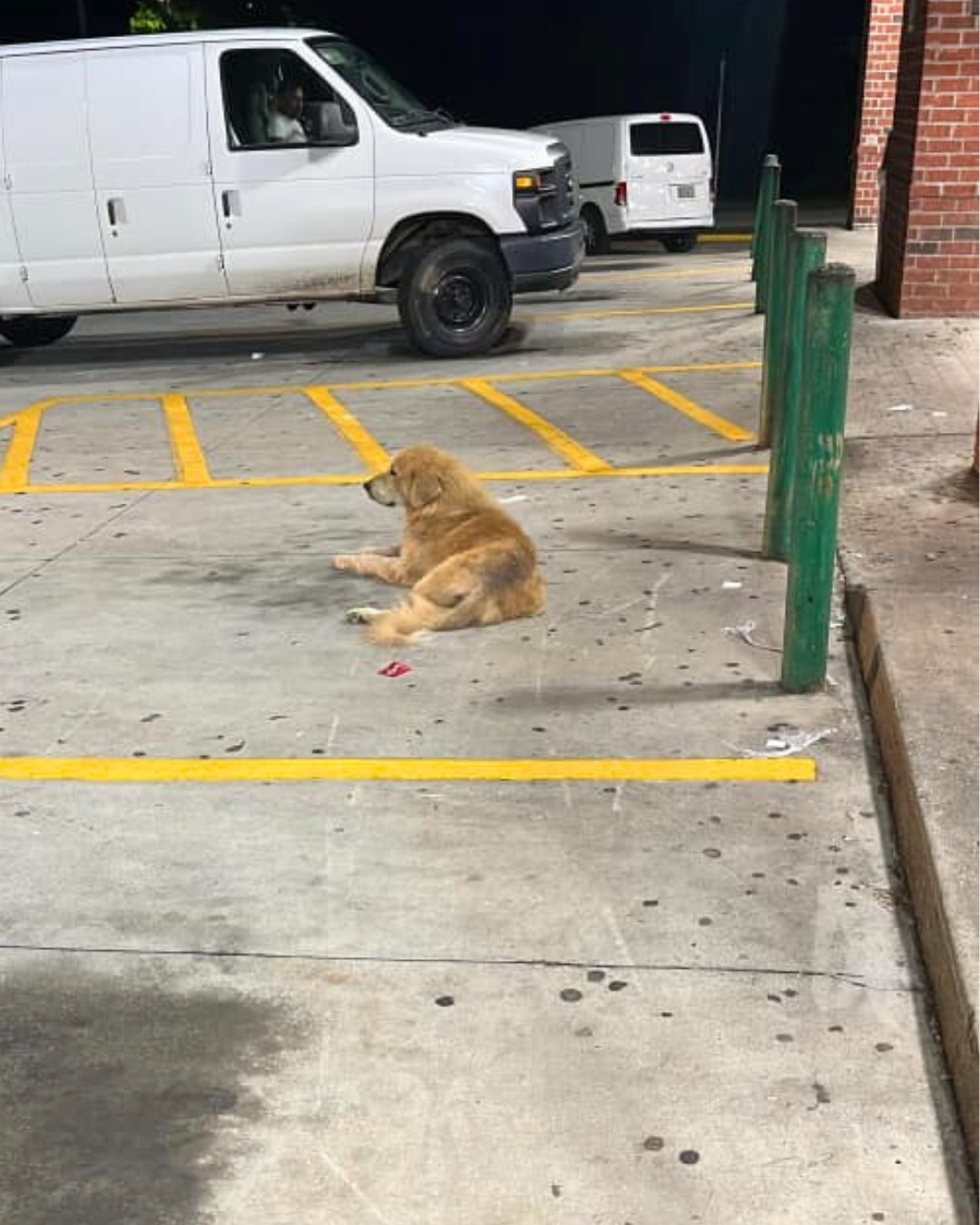 hungry abandoned dog