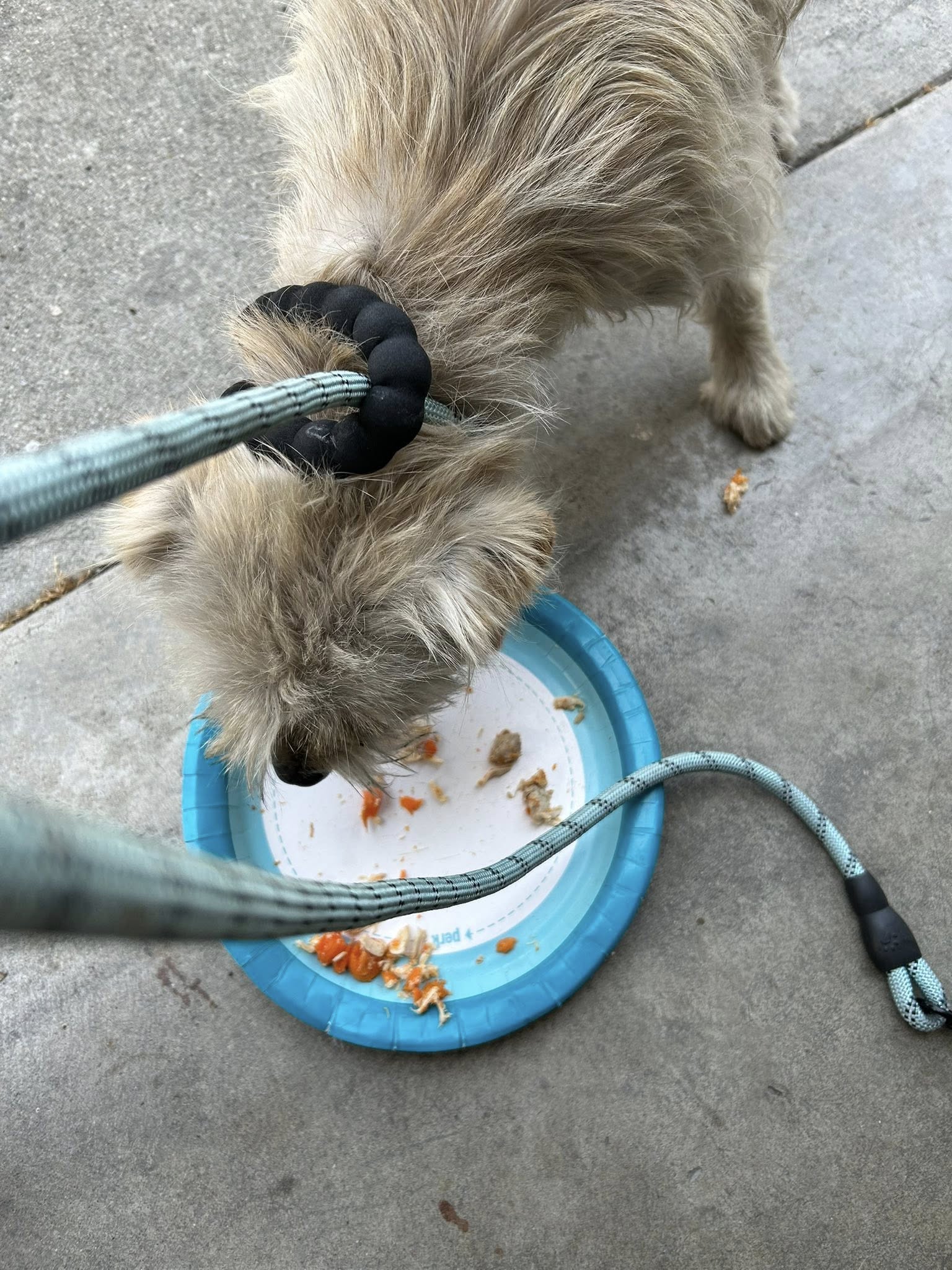 hungry dog eating