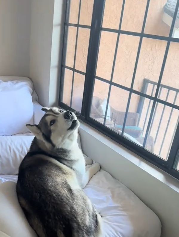 husky in bed