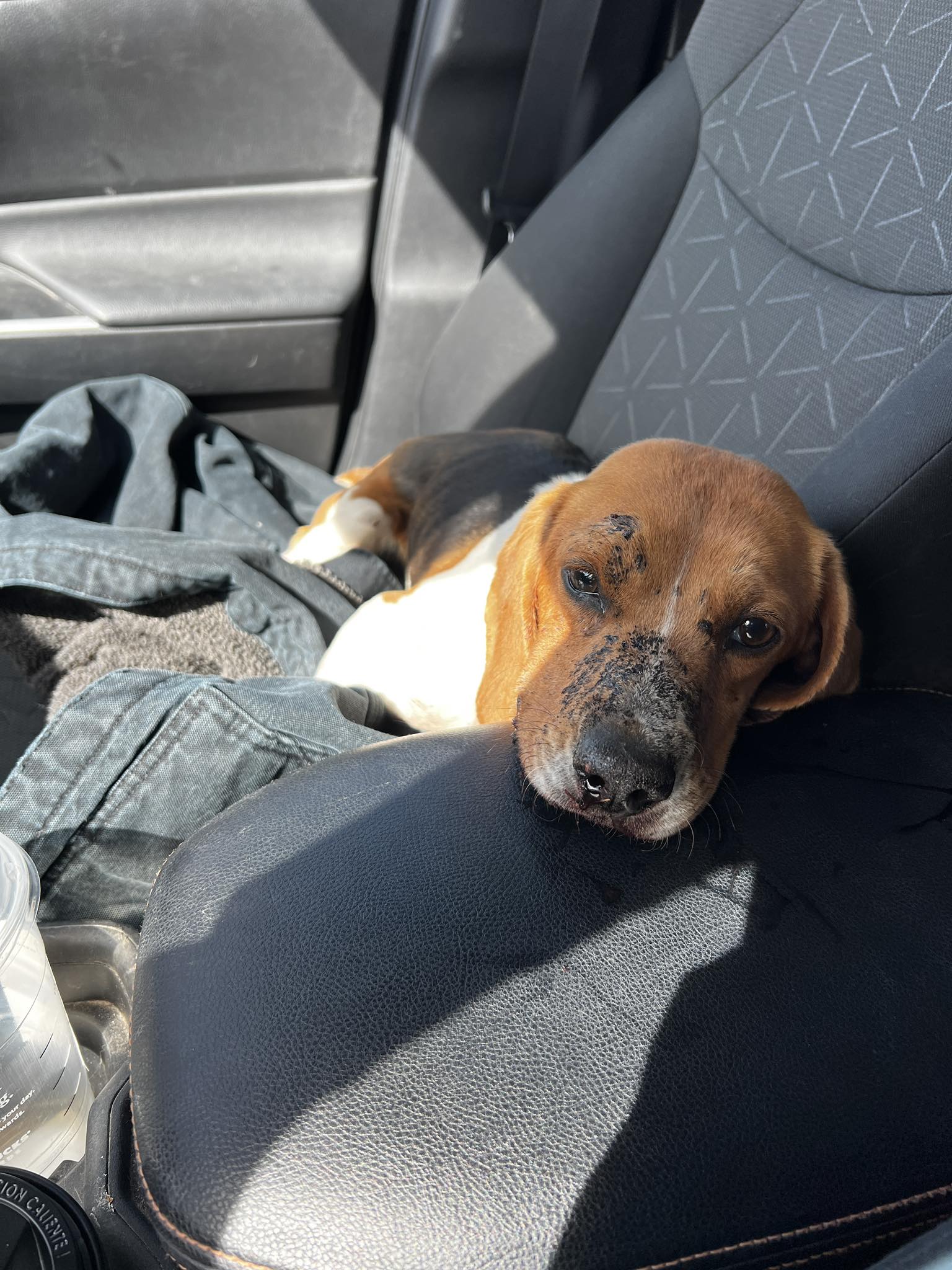 injured dog in car