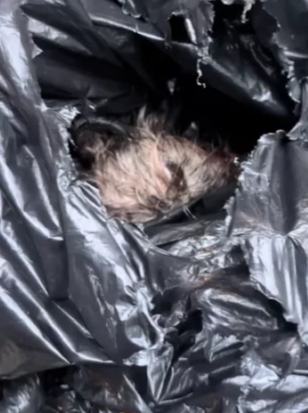 injured dog in trash