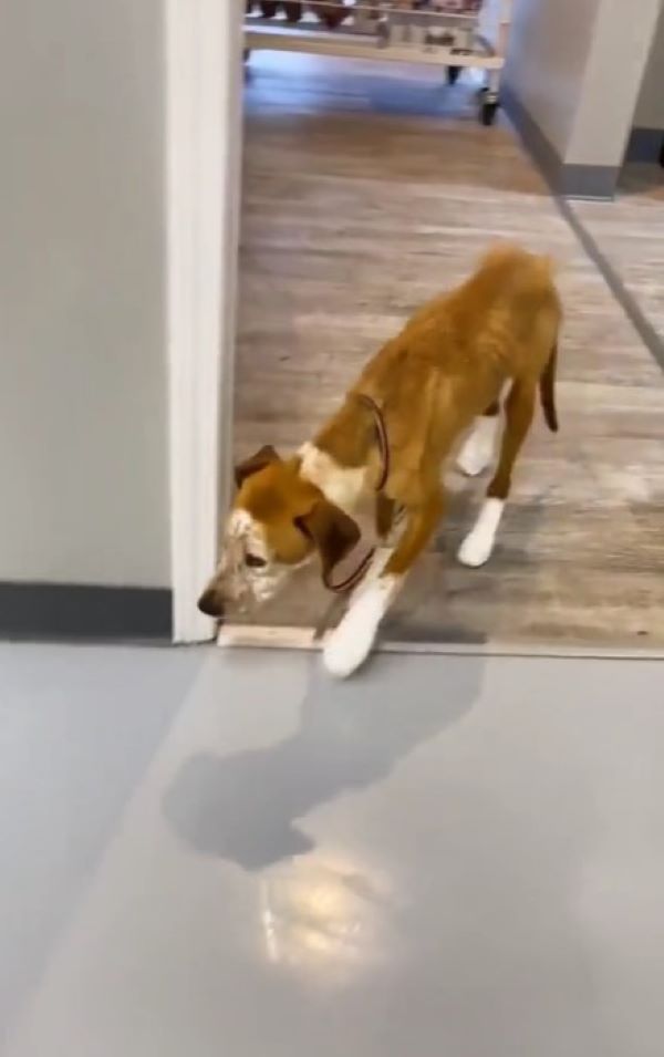 injured dog walking