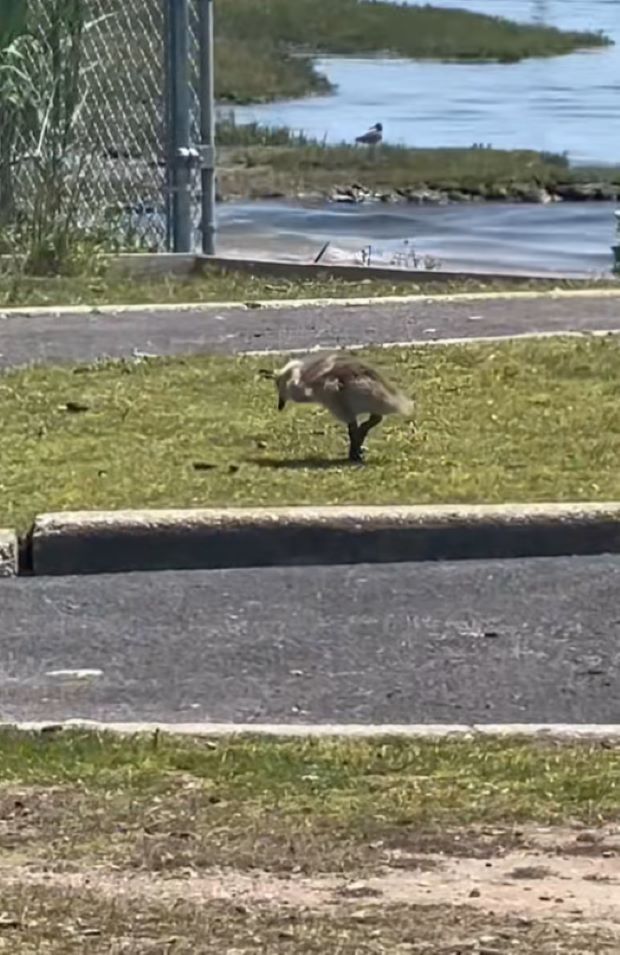 injured gosling