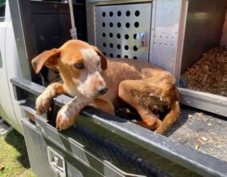 injured pup