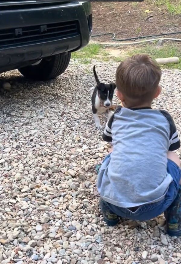 kid playing with dog