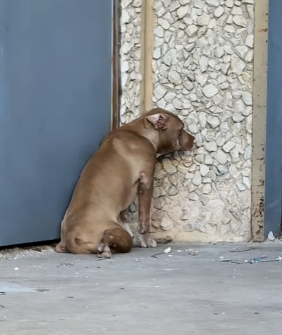 lonely dog