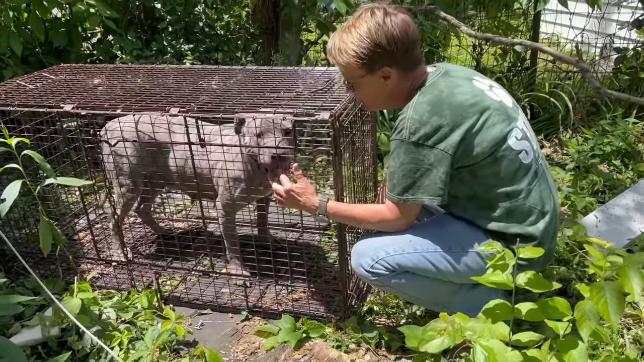 man and dog in crate