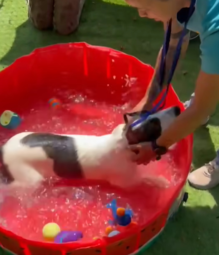 man bathing a dog